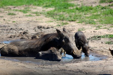 Warthogs