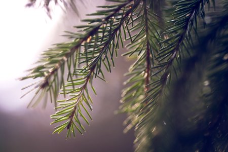 Spruce needles