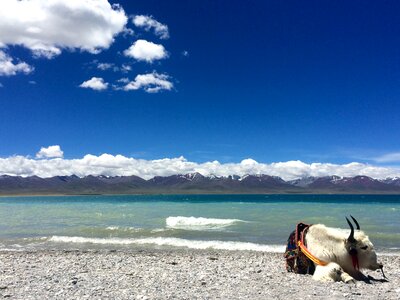 Cattle beach exotic