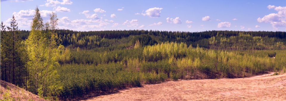 Puuvuori Tree Mountain