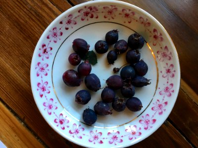 2019/365/219 Saskatoon Berry Harvest