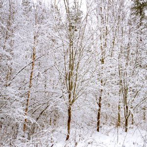 Snowy woods photo