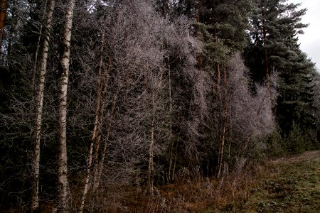 Frosty trees. photo