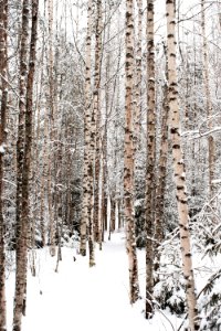 Snowy forest photo
