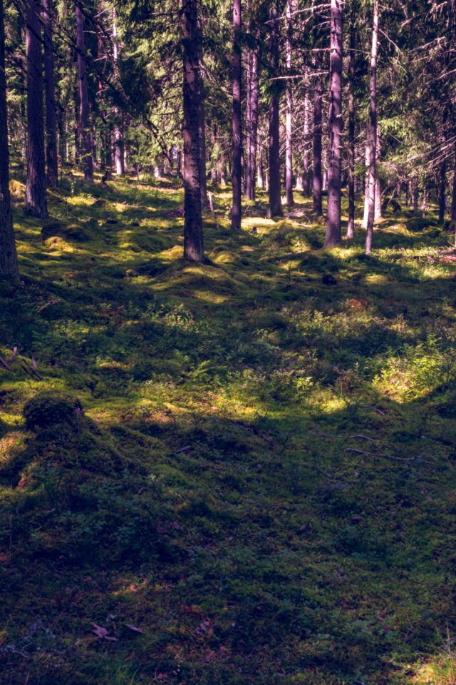 Woodland
