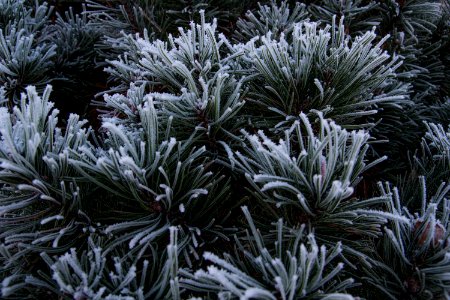 Close up of frozen spruce needles. photo