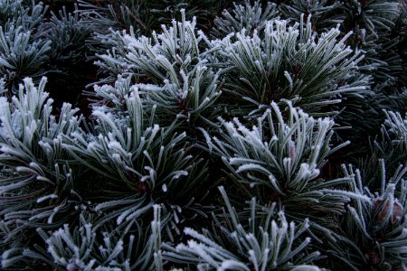 Close up of frozen spruce needles.