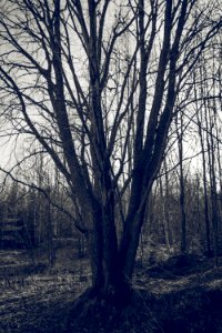 Old tree photo