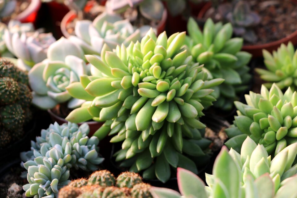 Photography greenhouse plant