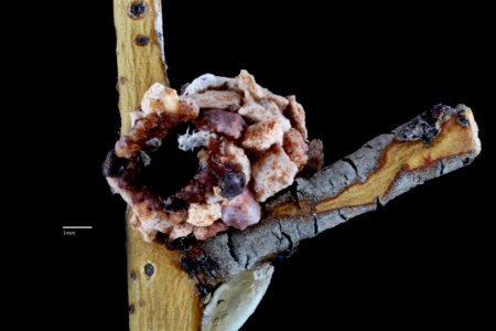 Dianthidium parkeri nest