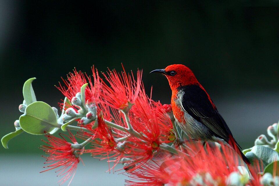 Feathers nature colorful