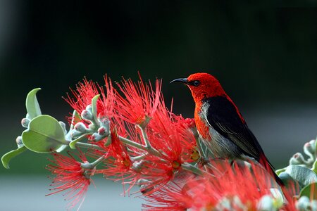 Feathers nature colorful