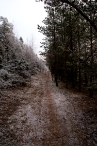 Forest path. photo