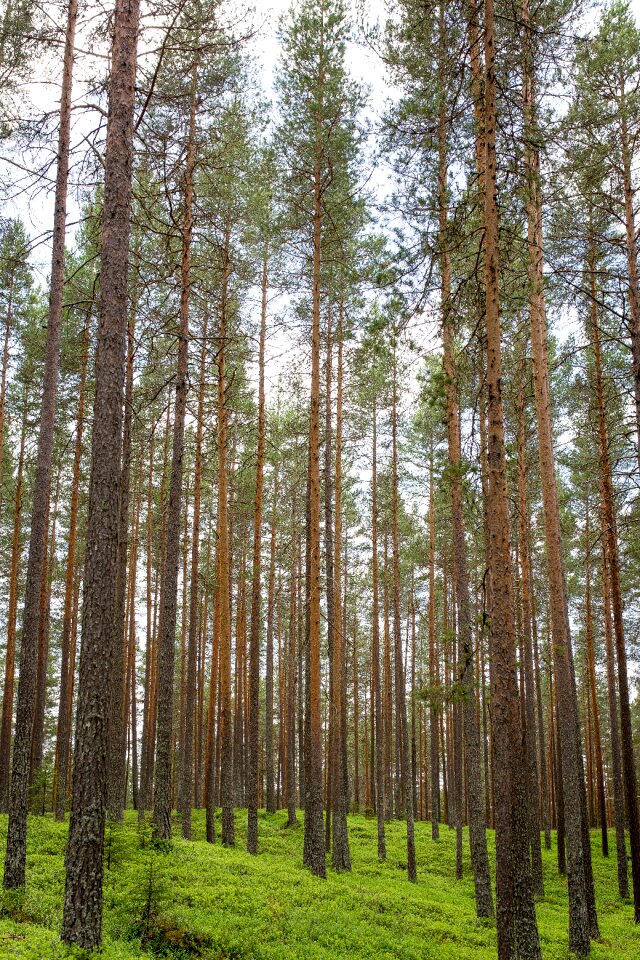 Straight trees wood