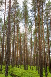 Straight trees wood photo