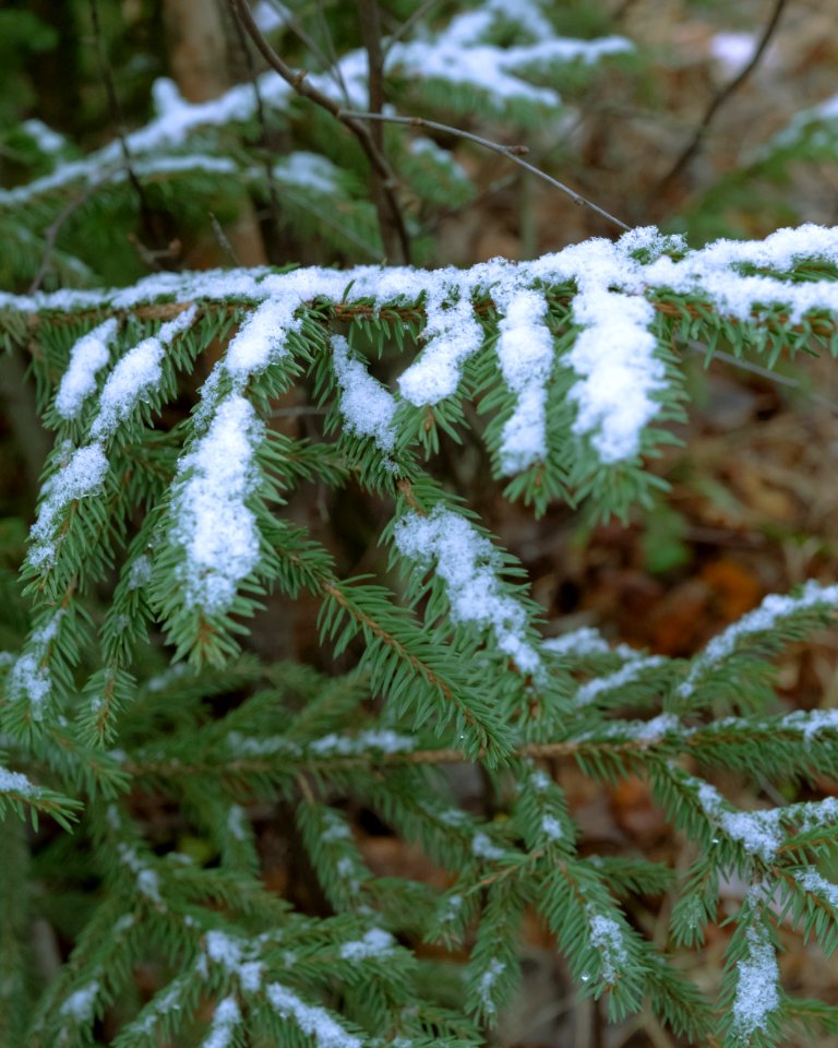 First signs of winter