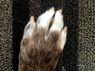 Back of the Paw photo