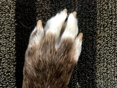 Back of the Paw