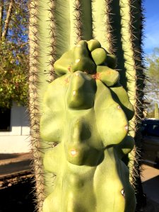 Two Cacti Meet in a Yard