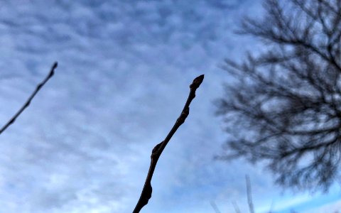 Tree Buds on December 31