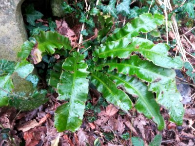 Asplenium scolopendrium (Hart's-tongue Fern)