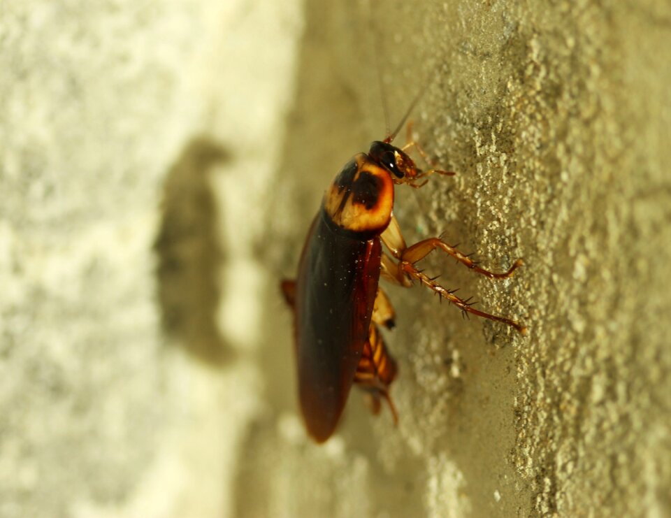 The cockroaches lf bug brown