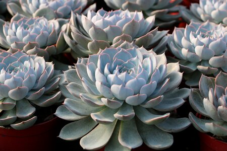 The fleshy photography greenhouse