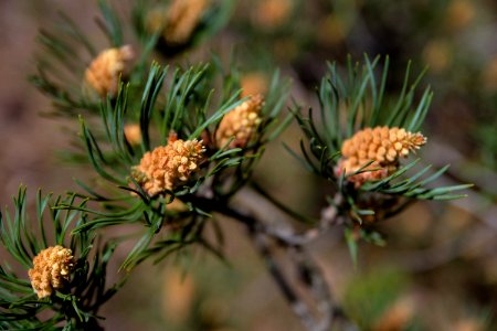 Young pine cones photo