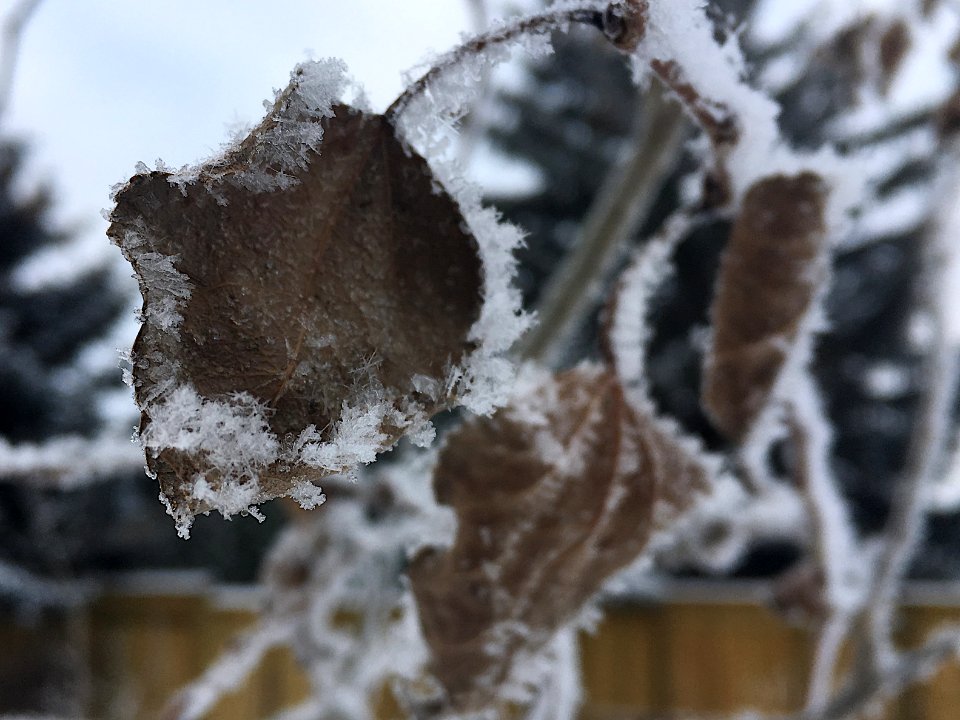 Ice Crisped Aspen
