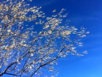 Sky Blown