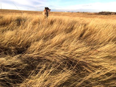 Dogging the Prairie