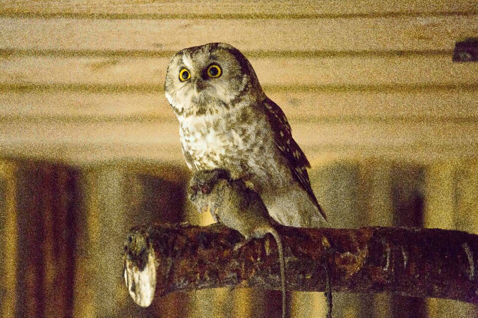 Owl bird of prey prey