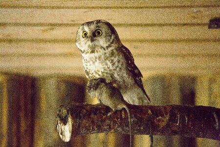 Owl bird of prey prey photo