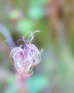 Dried plant photo