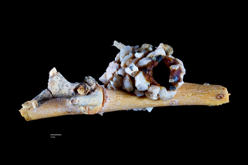 Dianthidium implicatum nest