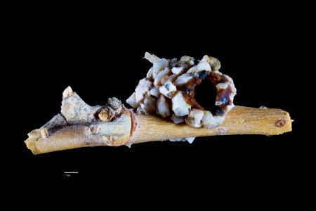 Dianthidium implicatum nest