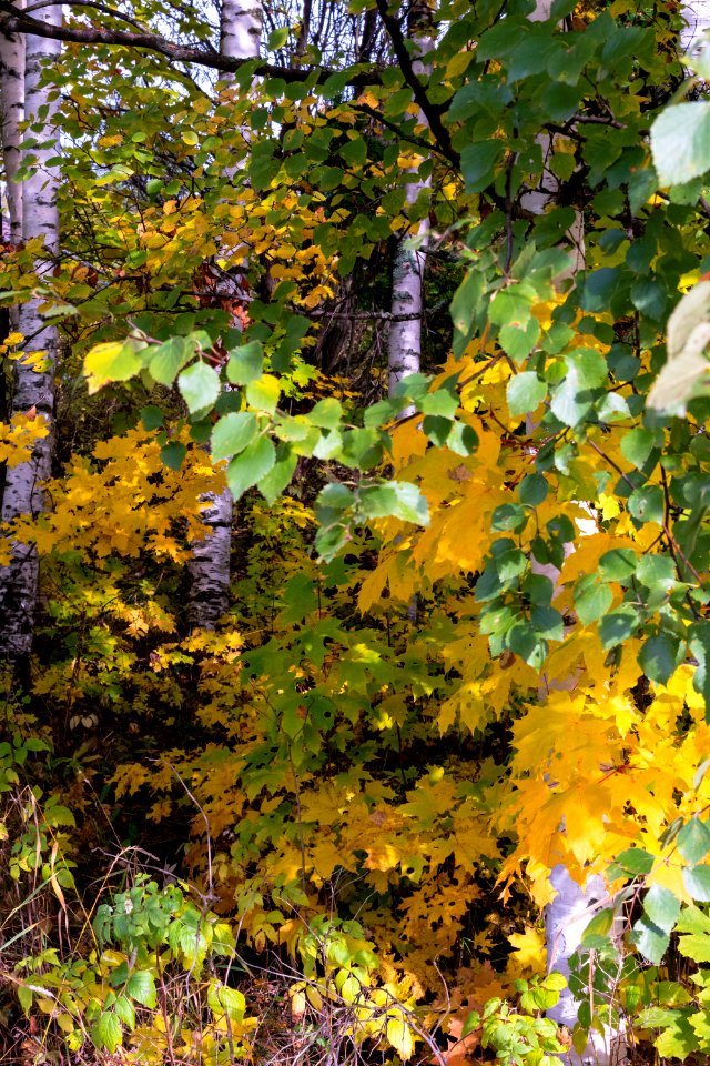 Fall colors and birch trees
