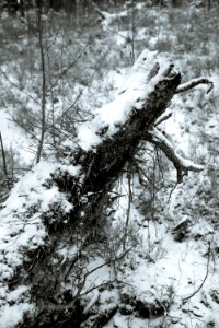 Fallen tree in fresh snow photo