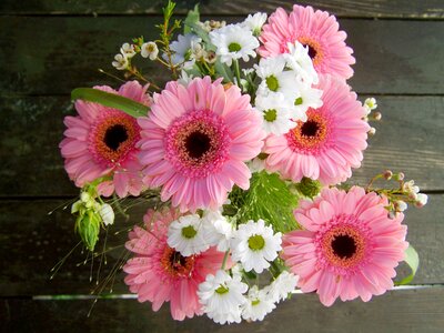 Pink and white flowers gerbera cut flower