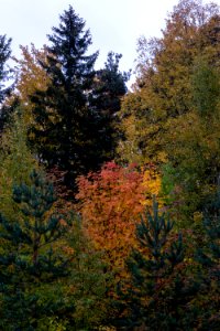 Evergreens and fall colors photo