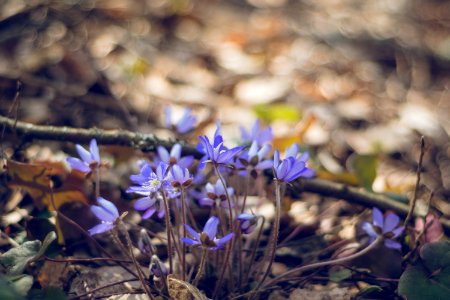 First wild flowers for summer 2020