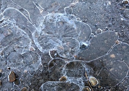 Ice Flower