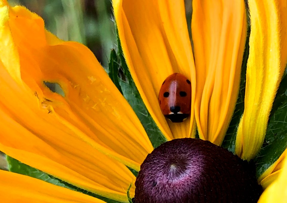 Hello Ladybug 2