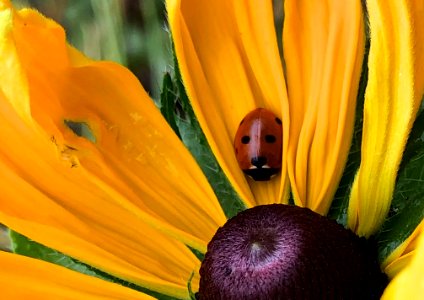 Hello Ladybug 2 photo