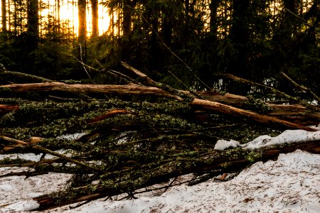 Forest at sunset. photo