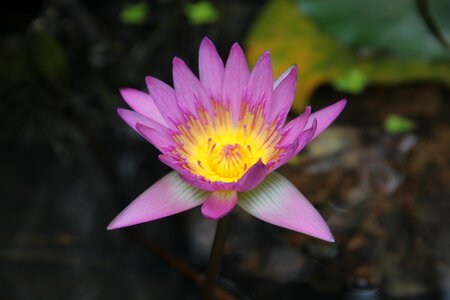 Blooming lotus purple violet