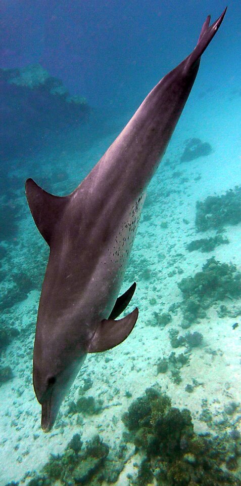 Water marine mammals meeresbewohner