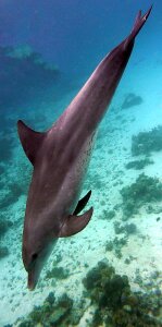 Water marine mammals meeresbewohner