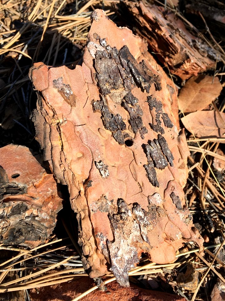 Bark Glyphs
