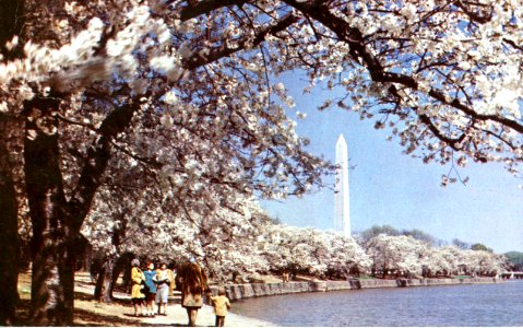 Washington Monument through Cherry Blossoms photo